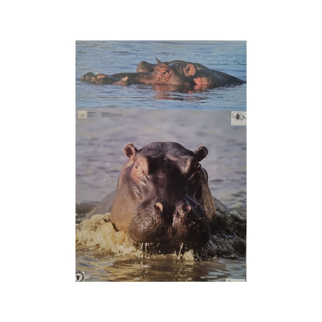 Hippo Paper Target